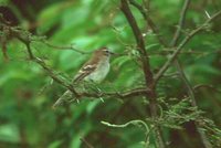 Fuscous Flycatcher - Cnemotriccus fuscatus