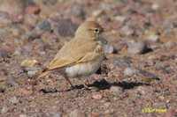 Bar-tailed Lark - Ammomanes cincturus