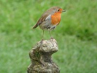 European Robin - Erithacus rubecula