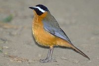 White-browed Robin-Chat - Cossypha heuglini