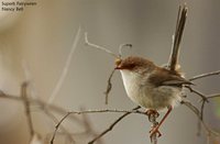 Superb Fairywren - Malurus cyaneus