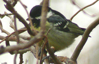 Yellow-bellied Tit - Pardaliparus venustulus