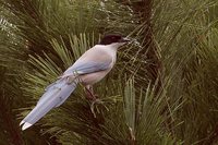 Azure-winged Magpie - Cyanopica cyana