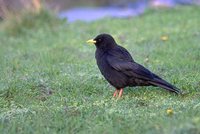 Yellow-billed Chough - Pyrrhocorax graculus