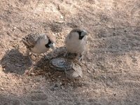 Social Weaver - Philetairus socius