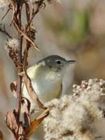 Bell's Vireo - Vireo bellii