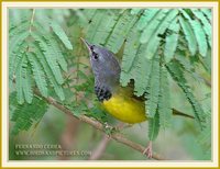 Mourning Warbler - Oporornis philadelphia