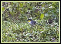 White-naped Brush-Finch - Atlapetes albinucha