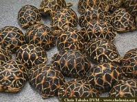 Star Tortoise, Geochelone elegans (hatchling - India)