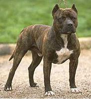 Staffordshire Bull Terrier