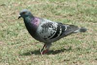 Rock Dove