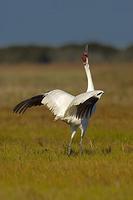 ...Whooping Crane , Grus americana , Flapping Wings , Total population approx . 300 birds , Aransas