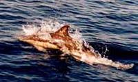 Common Dolphin emmalee tarry