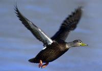 American Black Duck - Anas rubripes