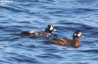 Histrionicus histrionicus , 흰줄박이오리 - Harlequin Duck