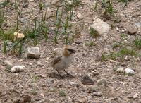 Rufous-necked snowfinch Montifringilla ruficollis