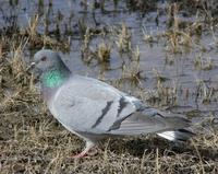 Hill Pigeon. Photo © A. Braunlich