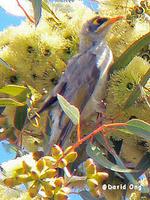 Yellow-Throated Miner