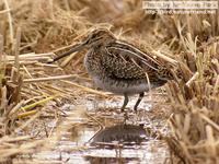 꺅도요 Common Snipe; 우리나라에를 봄, 가을에 지나가는 나그네새입니다.