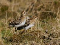 Common Snipe (Gallinago gallinago)