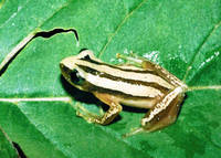 : Afrixalus quadrivittatus; Four-striped Leaf-folding Frog