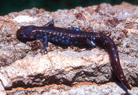 : Ambystoma laterale; Blue-spotted Salamander