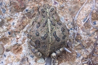 : Bufo boreas halophilus; California Toad