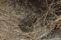 : Bufo boreas; Western Toad