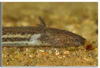 : Pseudobranchus striatus spheniscus; Northern Dwarf Siren