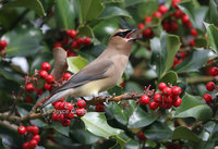 : Bombycilla cedrorum; Cedar Waxwing