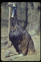 : Casuarius casuarius; Southern Cassowary