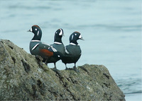 : Histrionicus histrionicus; Harlequin Duck