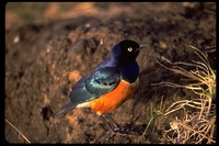 : Lamprotornis superbus; Superb Starling