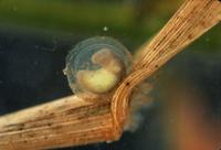 : Taricha granulosa; Rough-skinned Newt