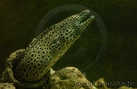 : Gymnothorax favagineus; Leopard Moray Eel