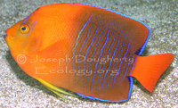 : Holacanthus clarionensis; Clarion Angelfish