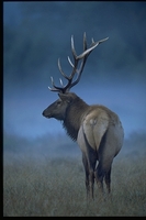 : Cervus canadensis ssp. roosevelti; Roosevelt Elk