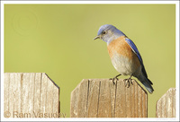 : Sialia mexicana; Western Bluebird