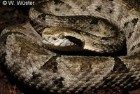 : Bothrops venezuelensis; Venezuelan Lancehead