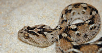 : Echis carinata; Sawscale Viper