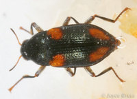 : Optioservus quadrimaculatus