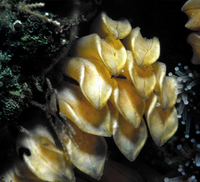 : Ceratostoma foliatum; Leafy Hornmouth/egg Capsules