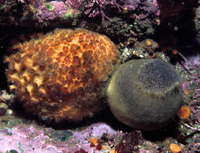 : Craniella arb; Gray Puffball Sponge;
