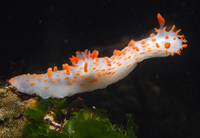 : Triopha catalinae; Sea-clown Triopha