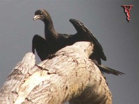 Little Cormorant(Phalaorocorax niger)