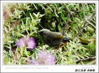 Garrulax elliotii Elliot's Laughingthrush 橙翅噪鶥 103-041