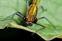 Blåbåndet Pragtvandnymfe (Calopteryx splendens) Foto/billede af