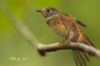 Ferruginous Flycatcher ( Muscicapa ferruginea )