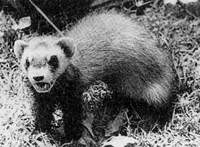 고원족제비 Mustela eversmanni Steppe Polecat