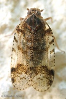 Cixius cunicularius